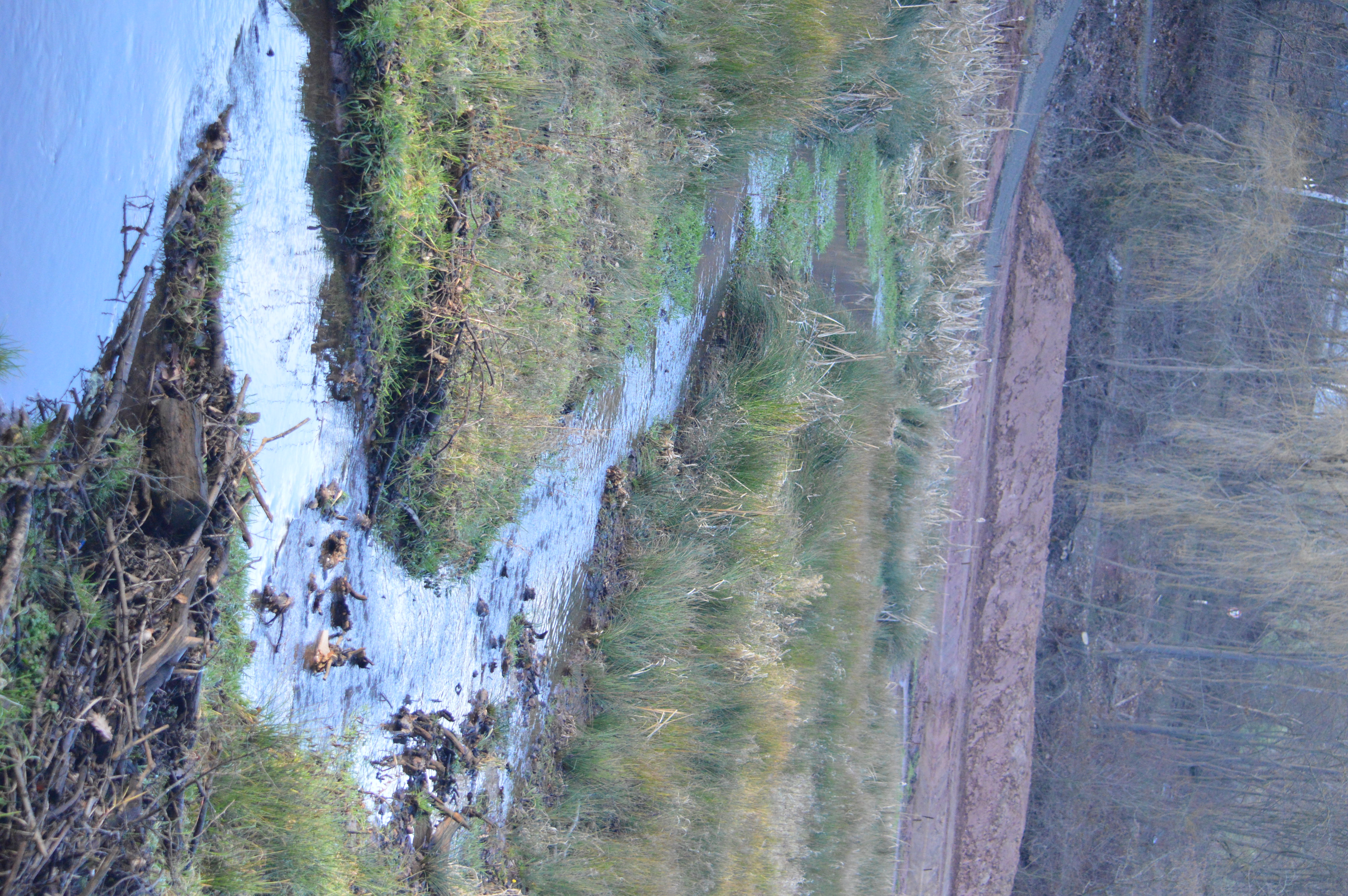 DSC_1616.JPG