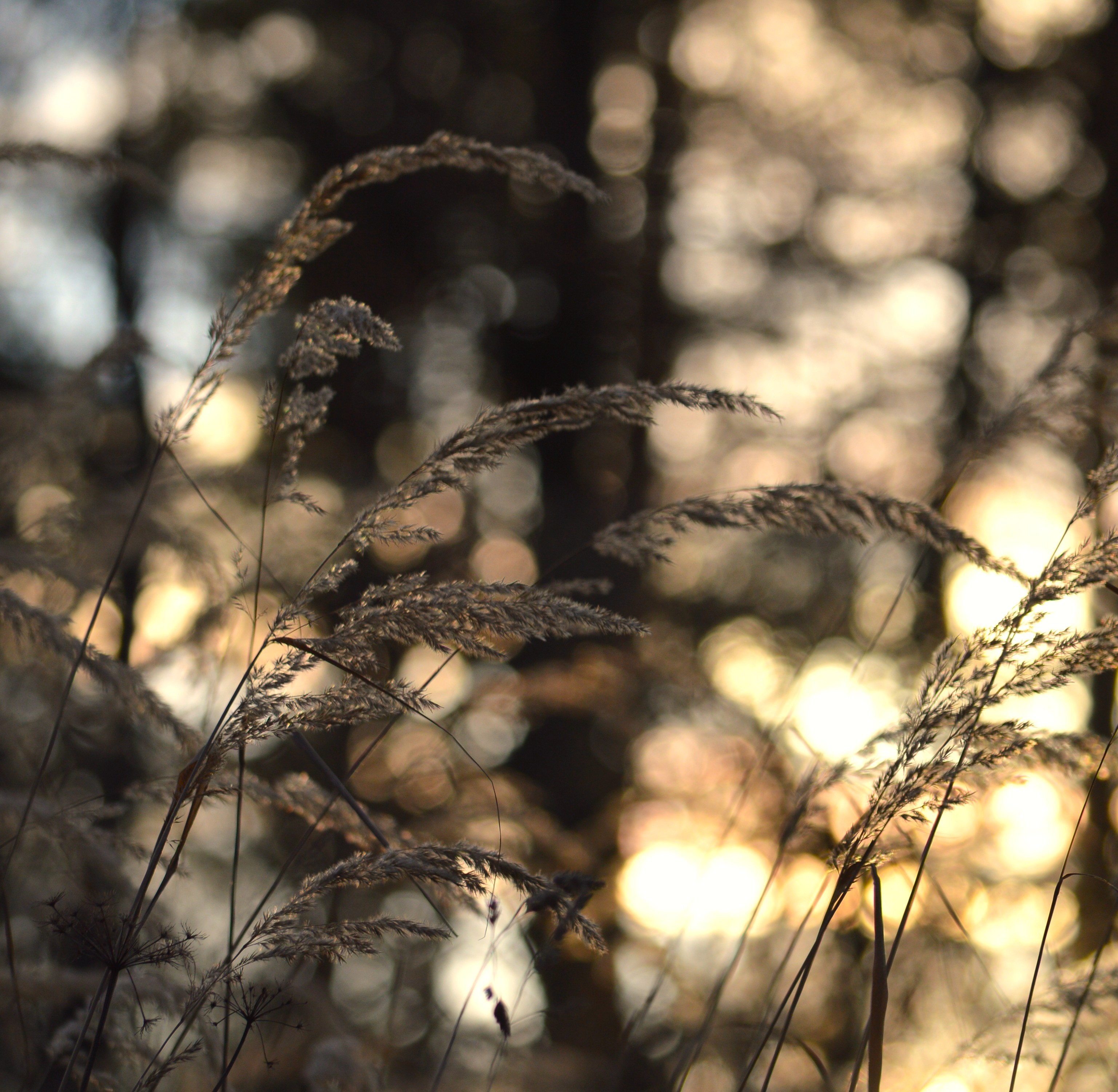DSC_1672.JPG