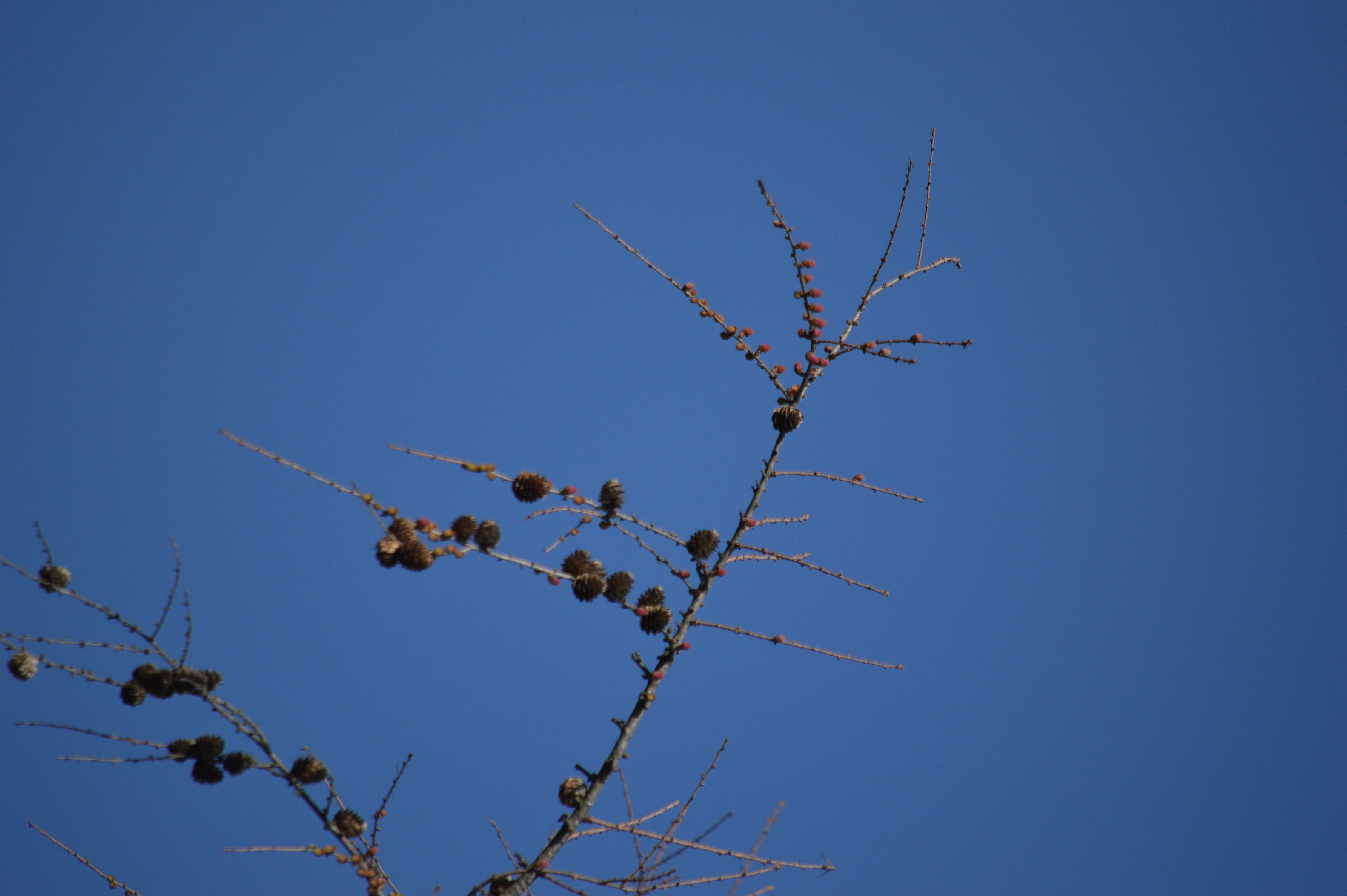 DSC_1694_-_Copy.JPG