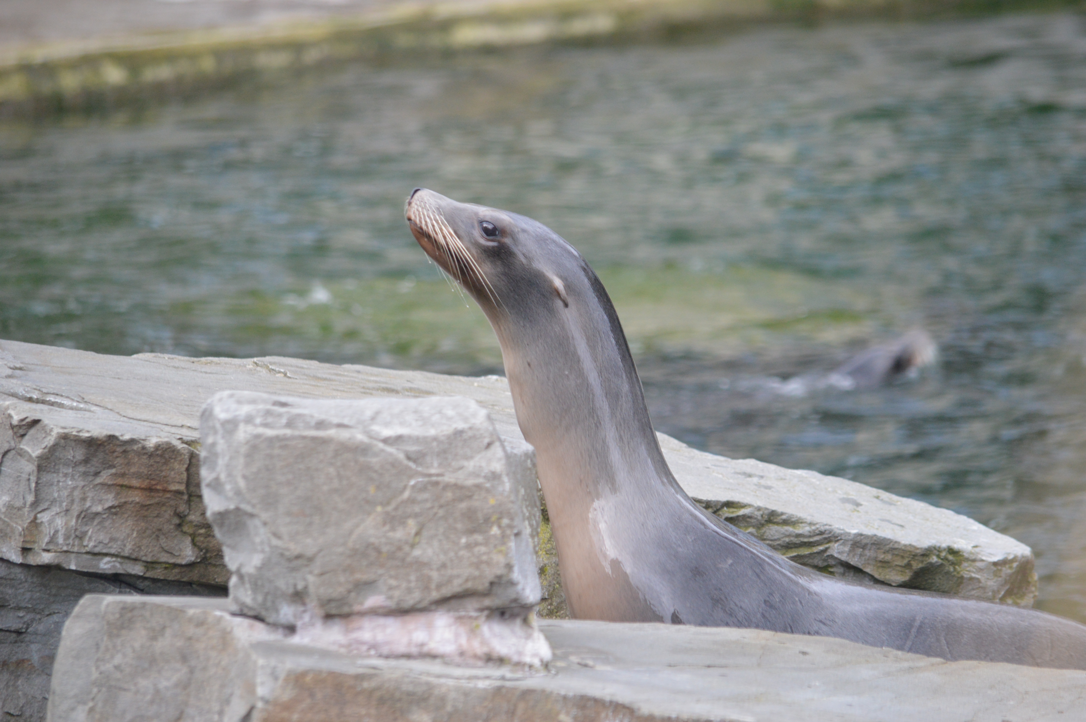 DSC_1826.JPG