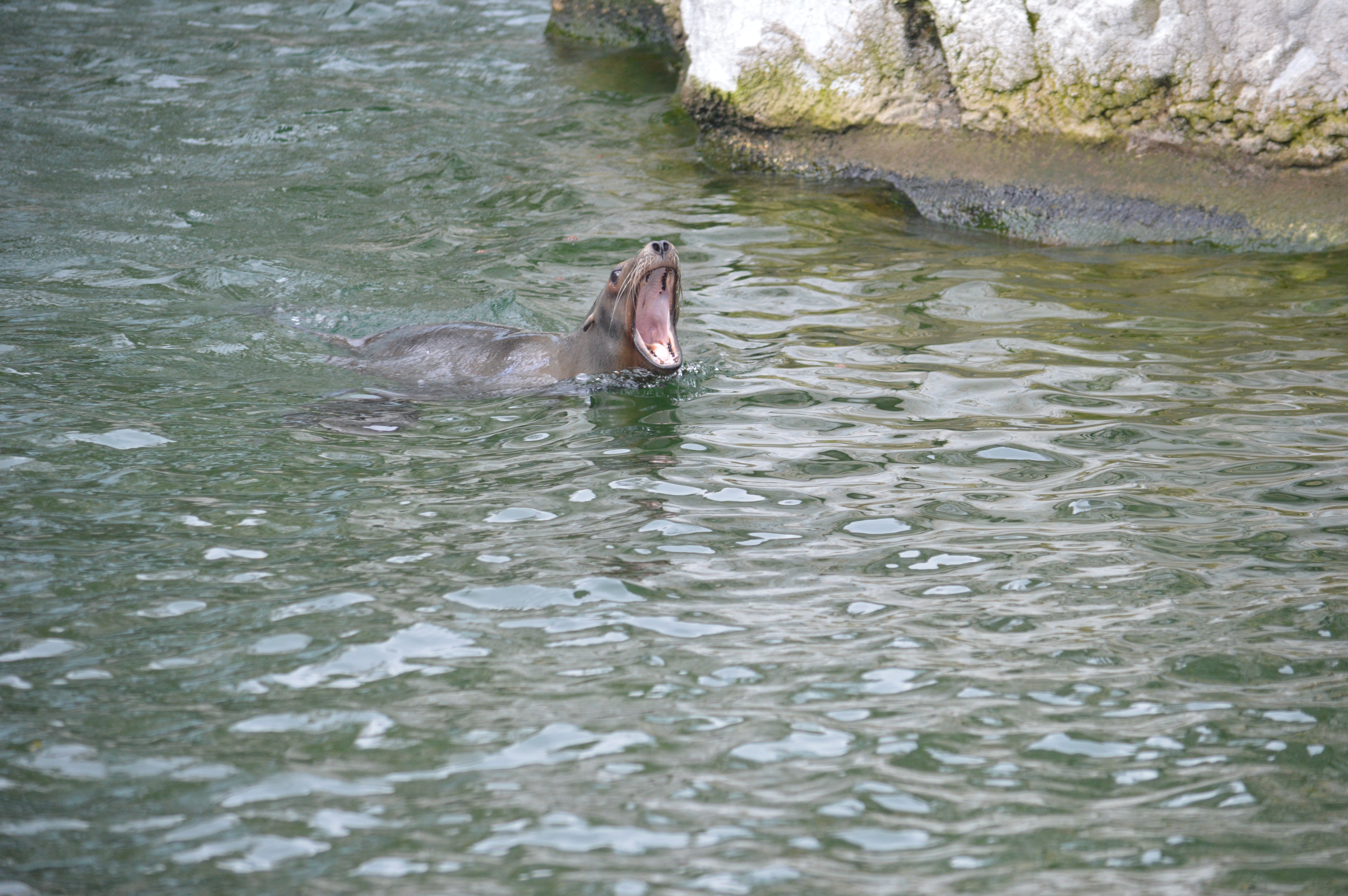 DSC_1827_-_Copy.JPG