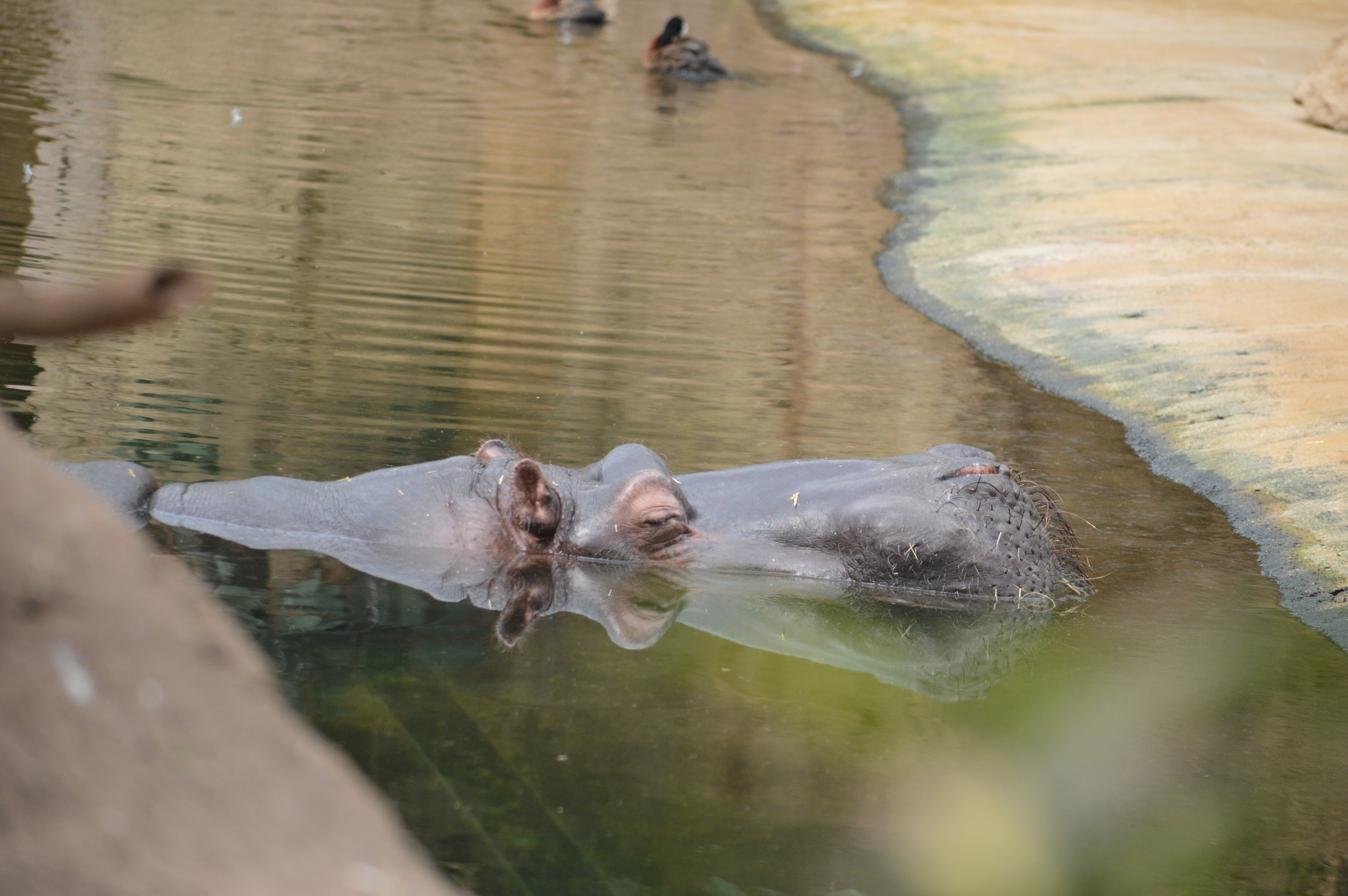 DSC_1855.JPG