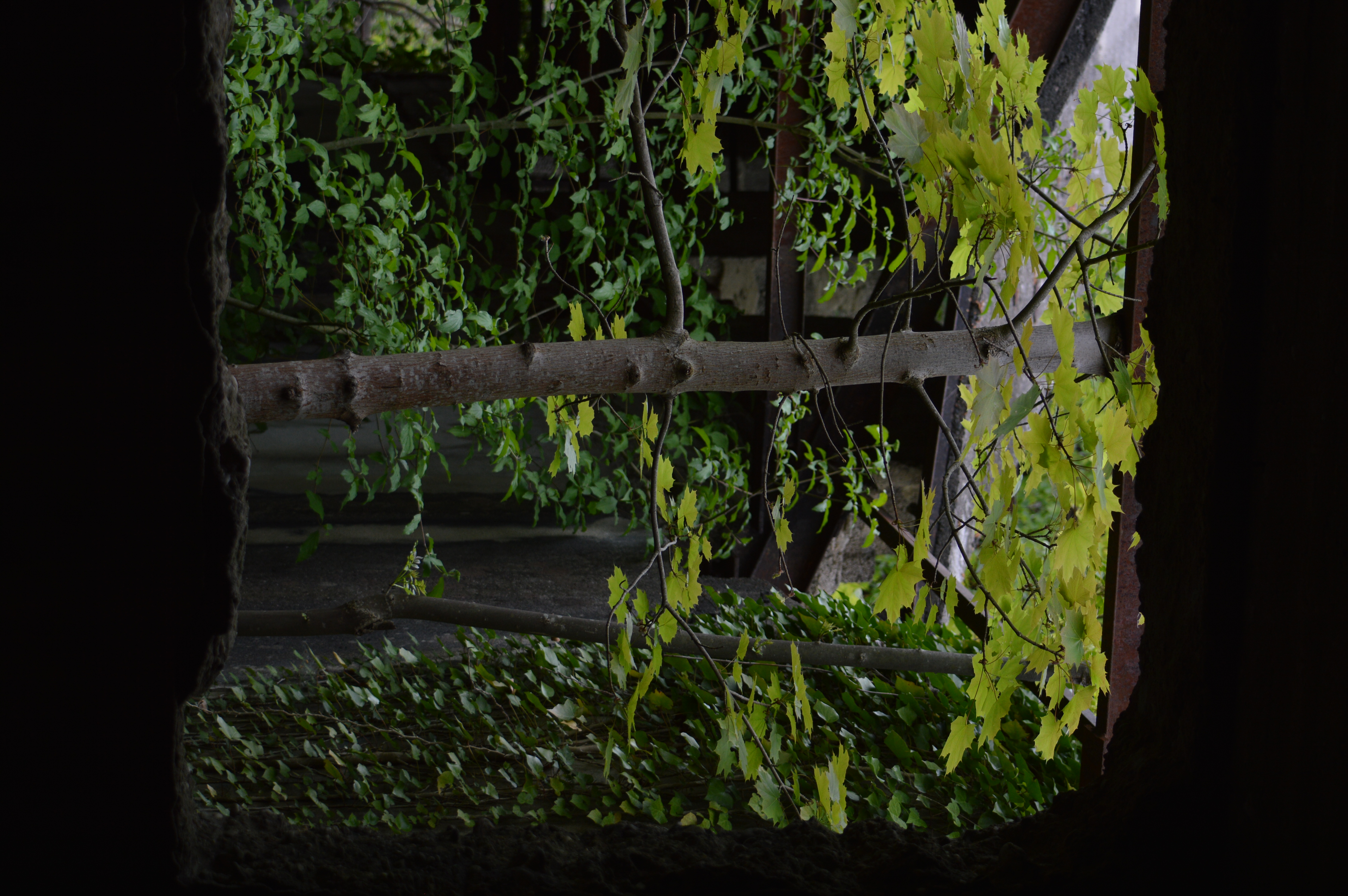 DSC_1974.JPG