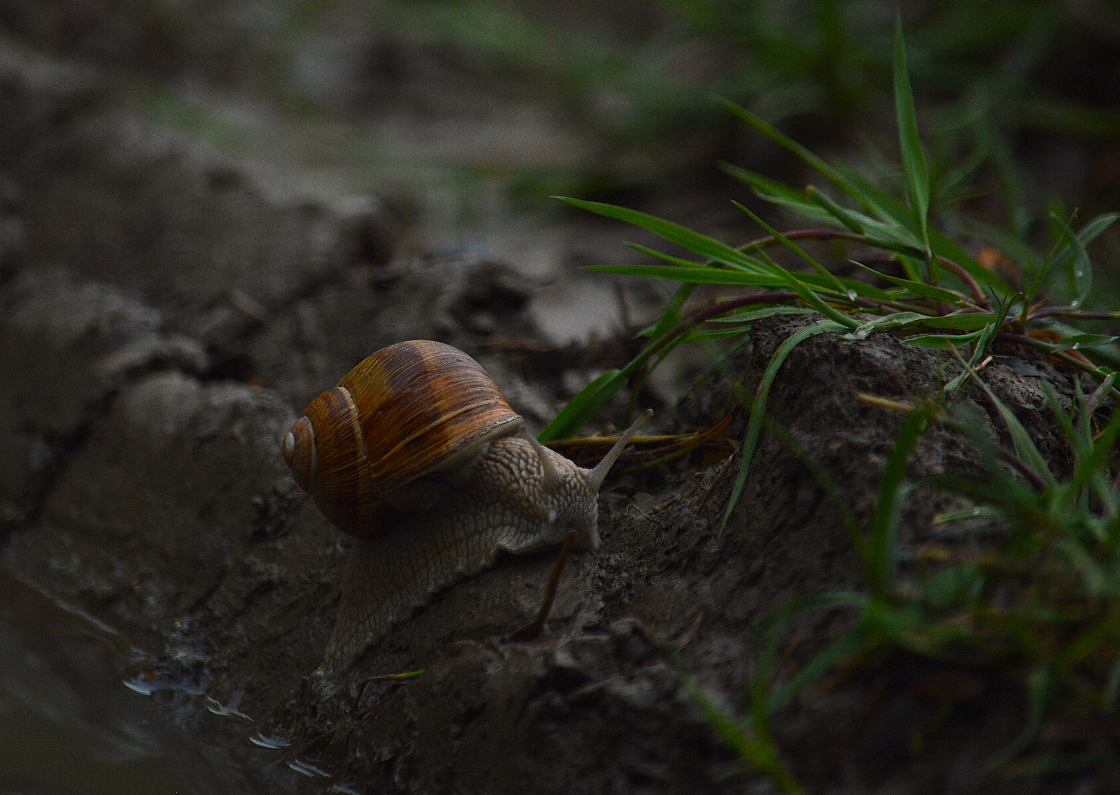 DSC_2082 - Copy.JPG