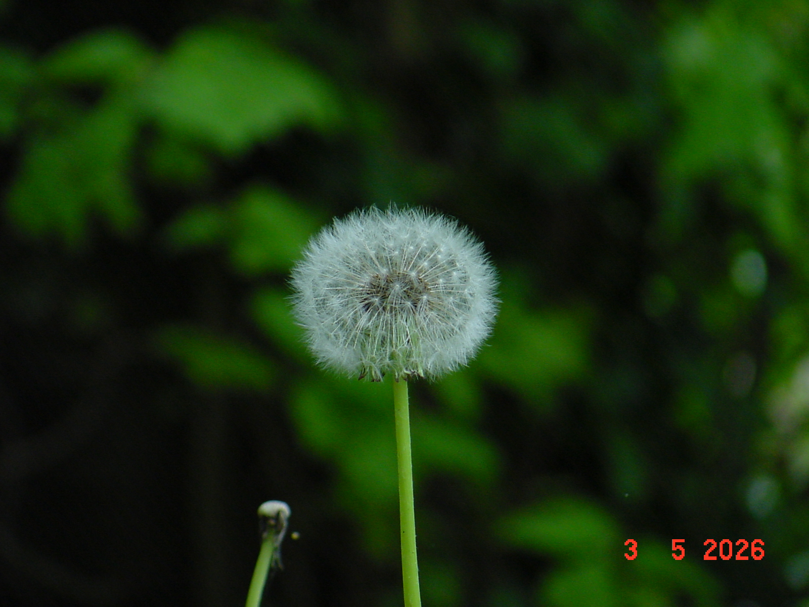 DSC00320.JPG