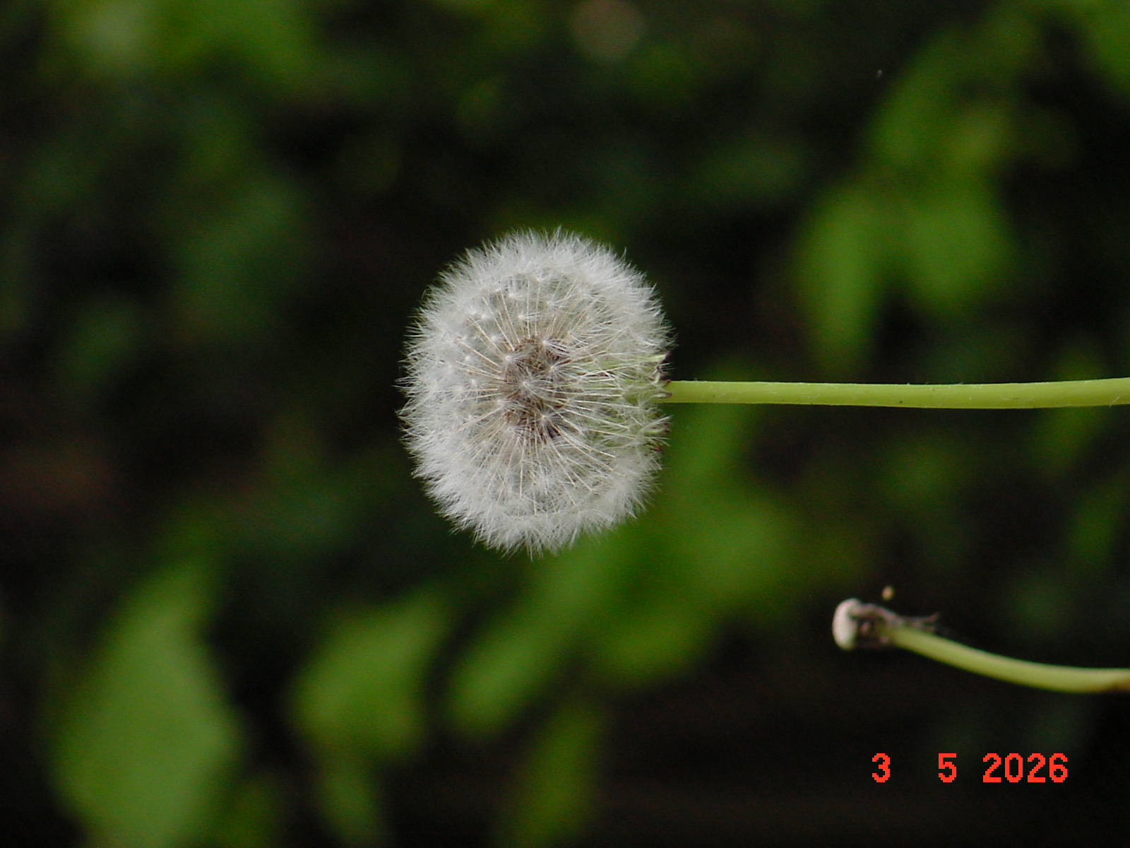 DSC00321.JPG