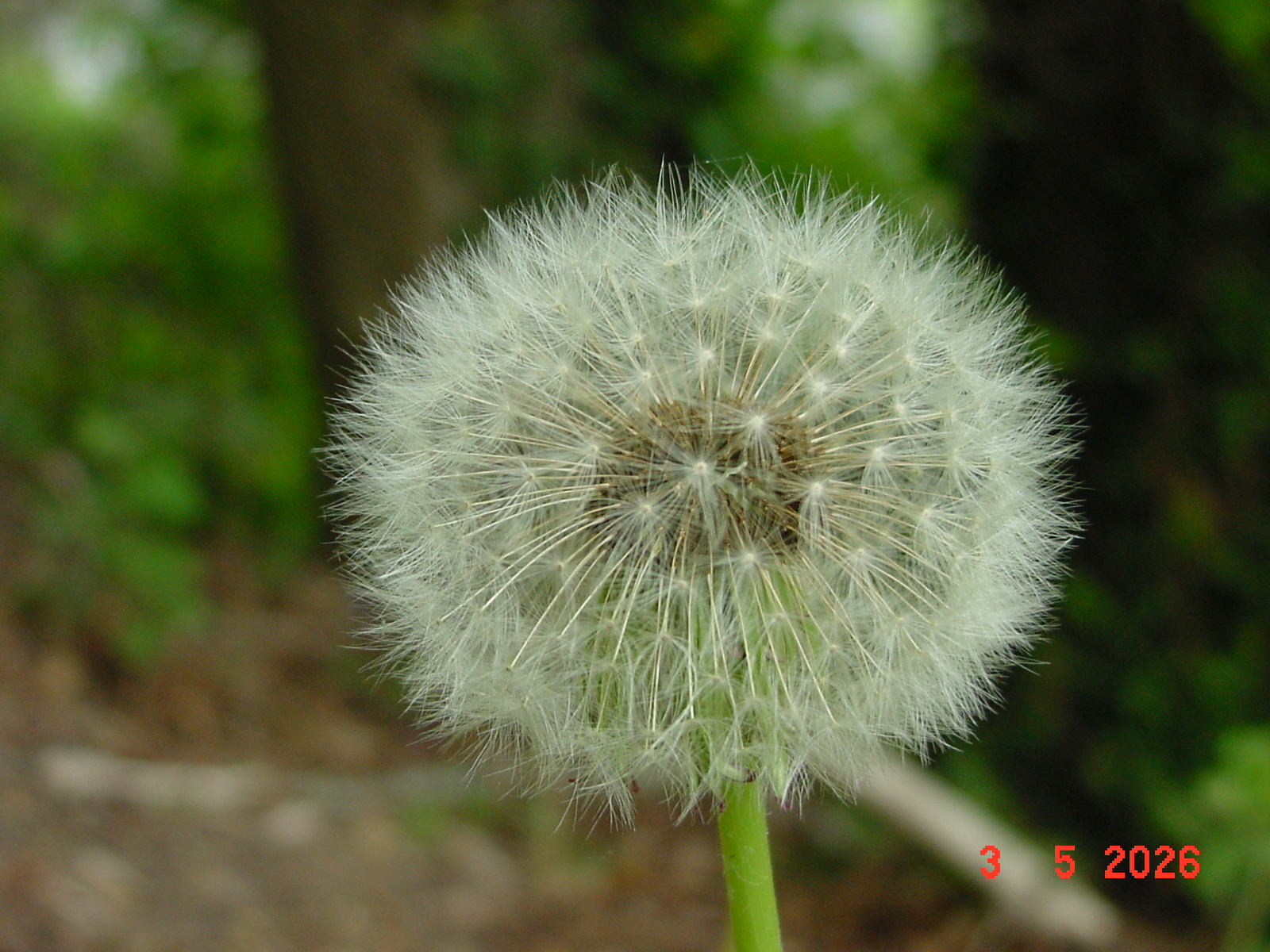 DSC00323.JPG