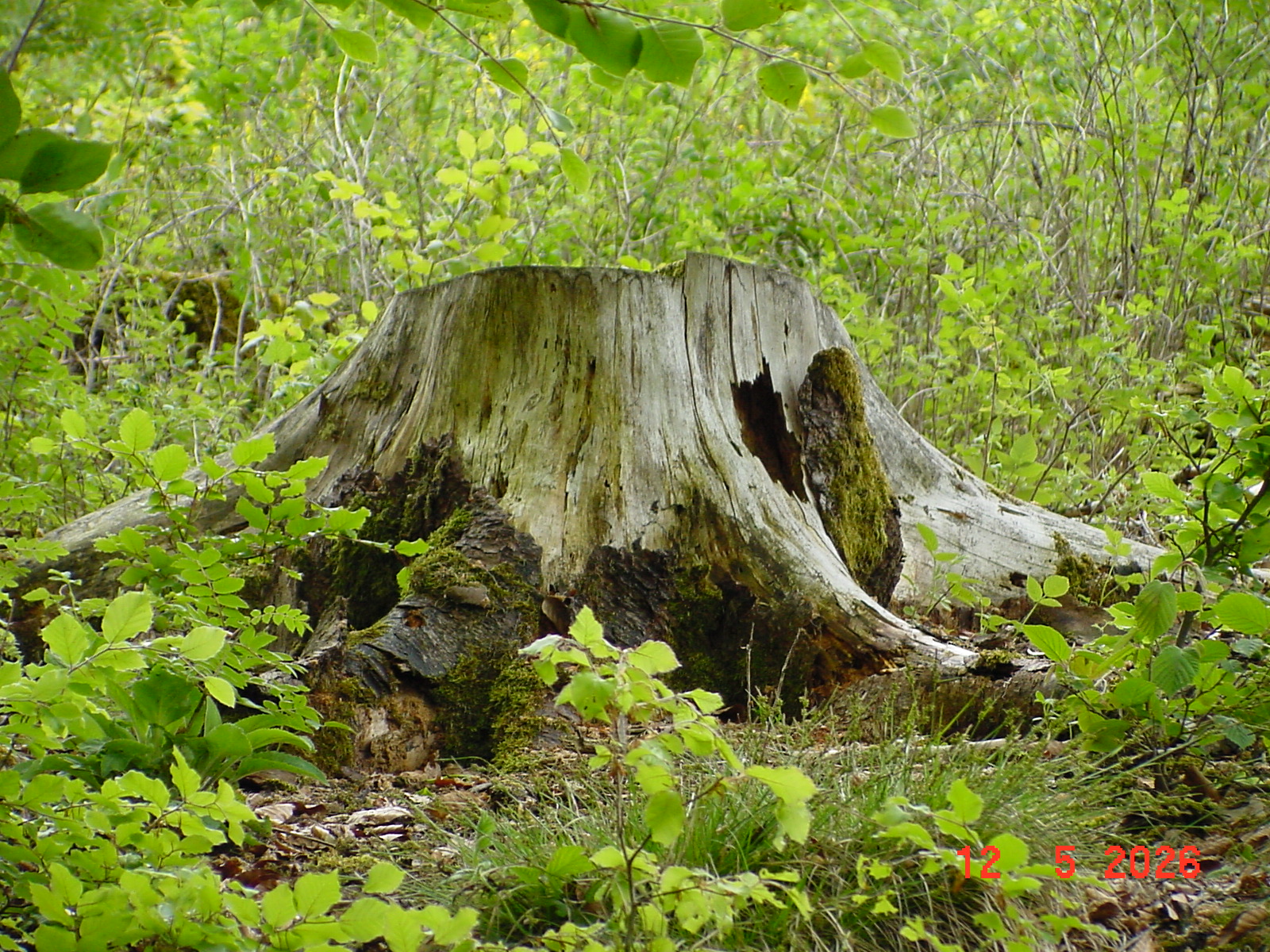 DSC00402.JPG