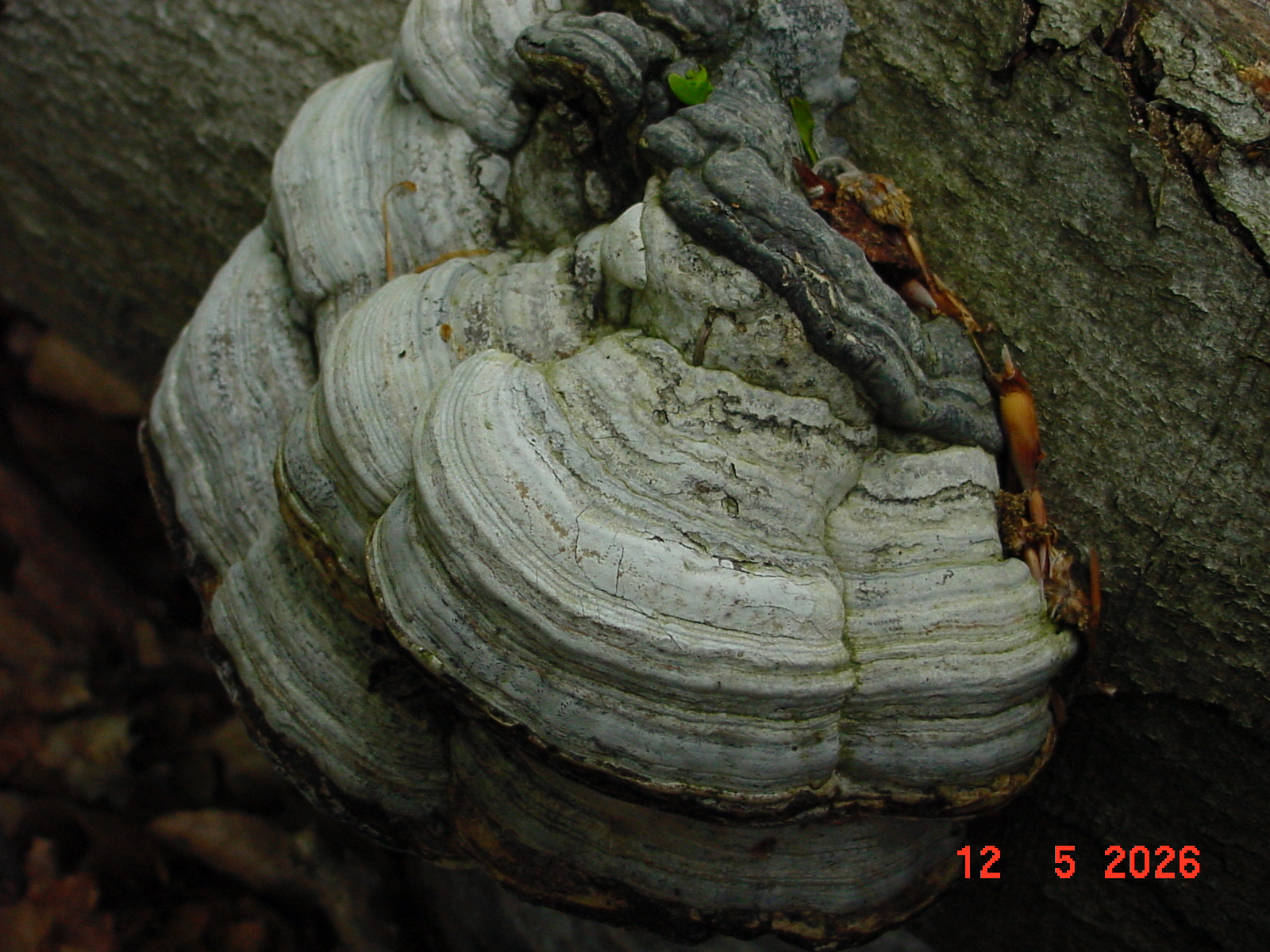 DSC00403.JPG