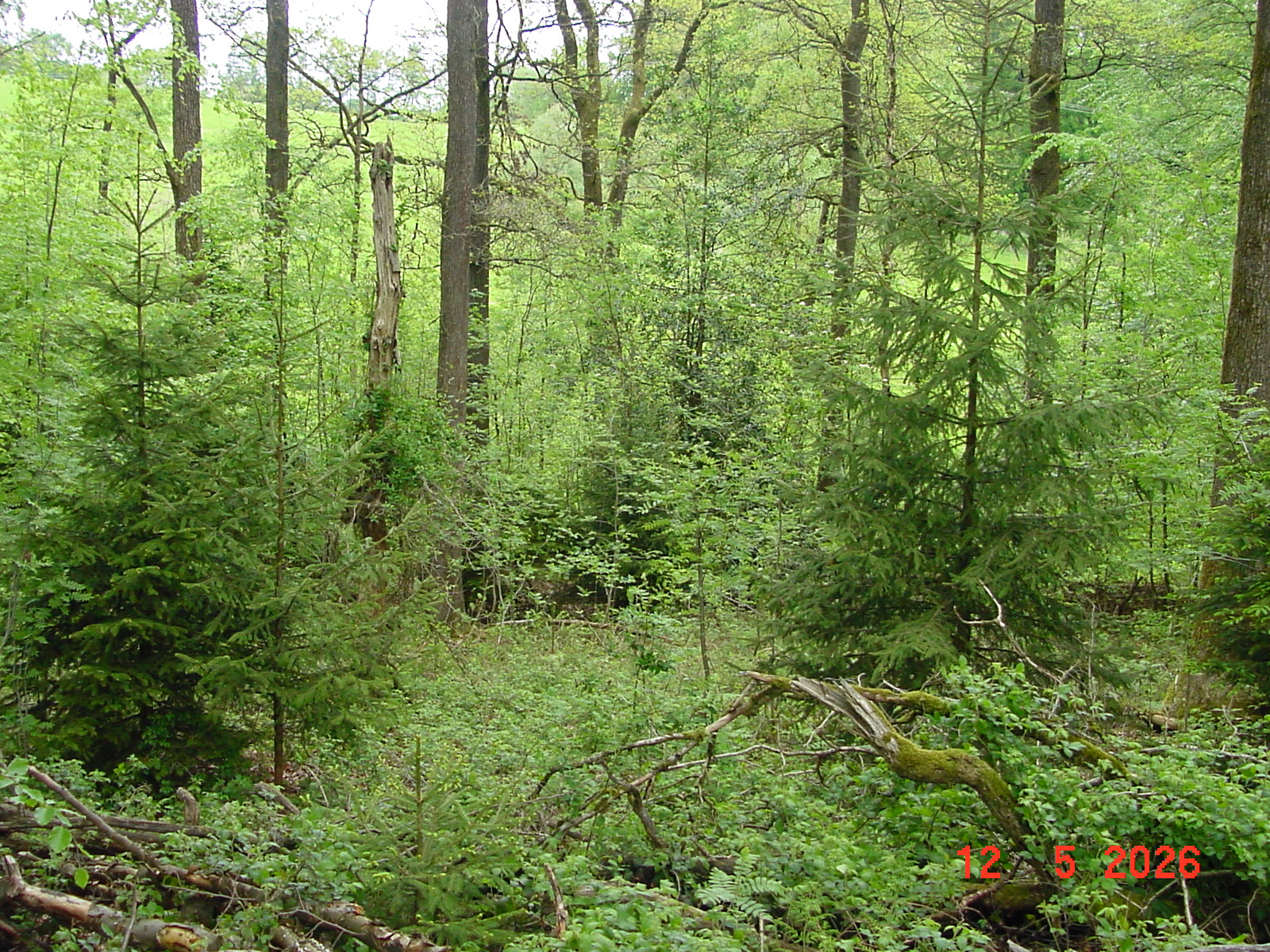 DSC00404.JPG