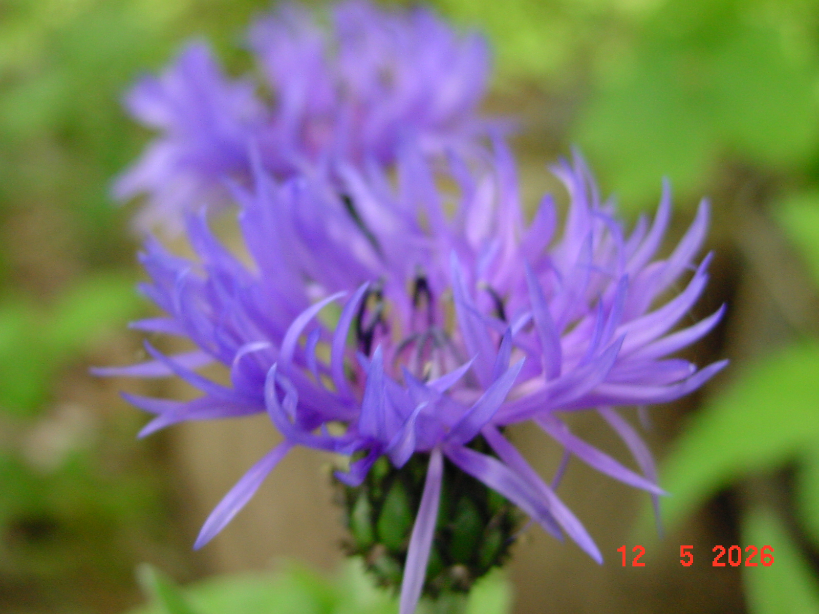 DSC00412.JPG