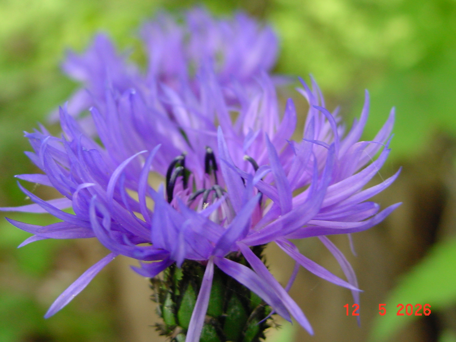 DSC00413.JPG