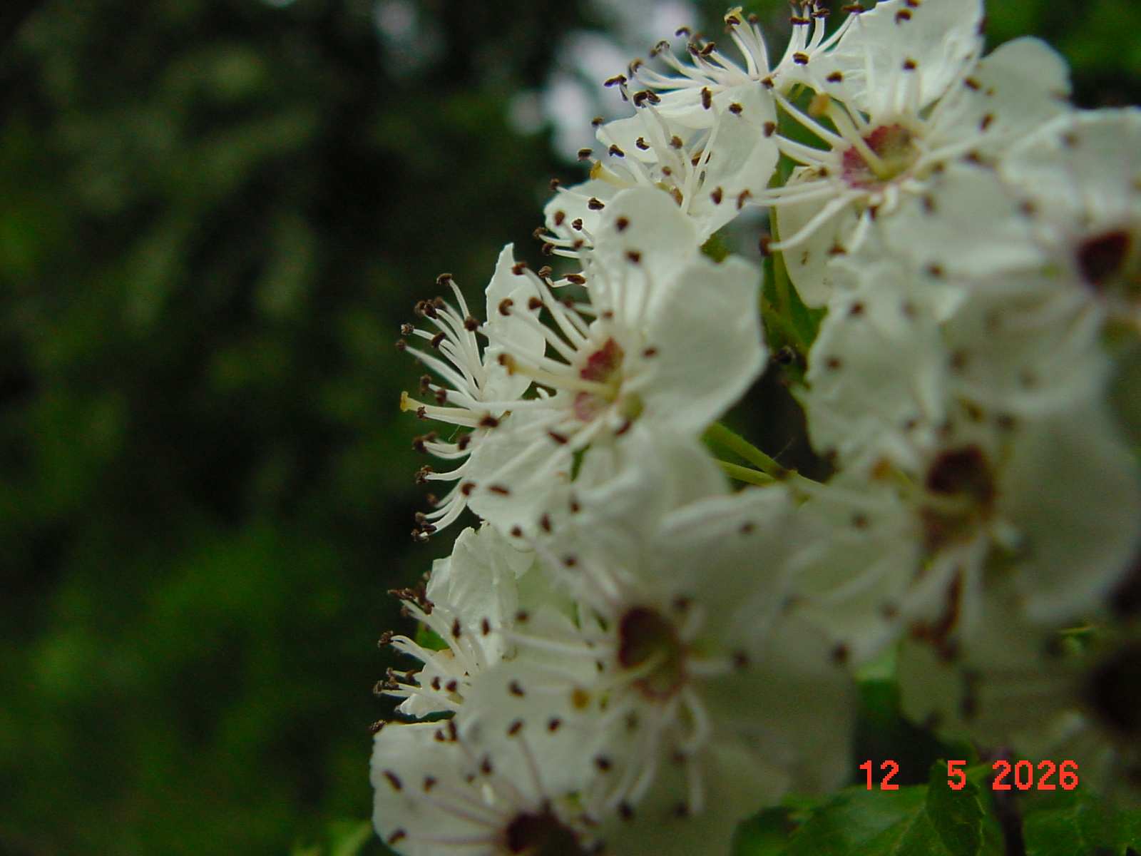 DSC00417.JPG