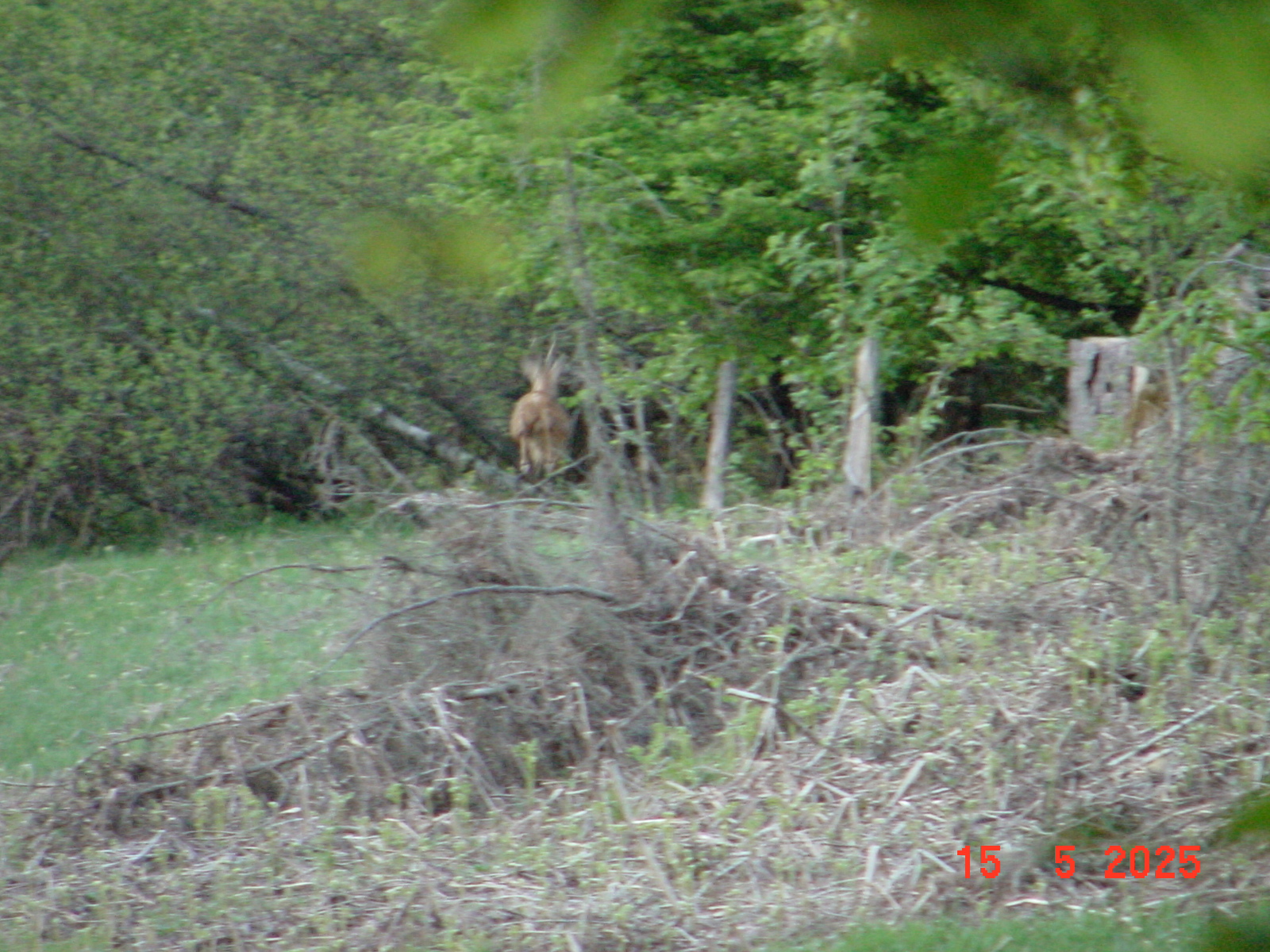 DSC00250.JPG