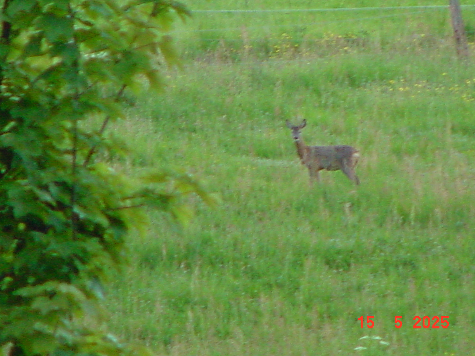 DSC00251.JPG