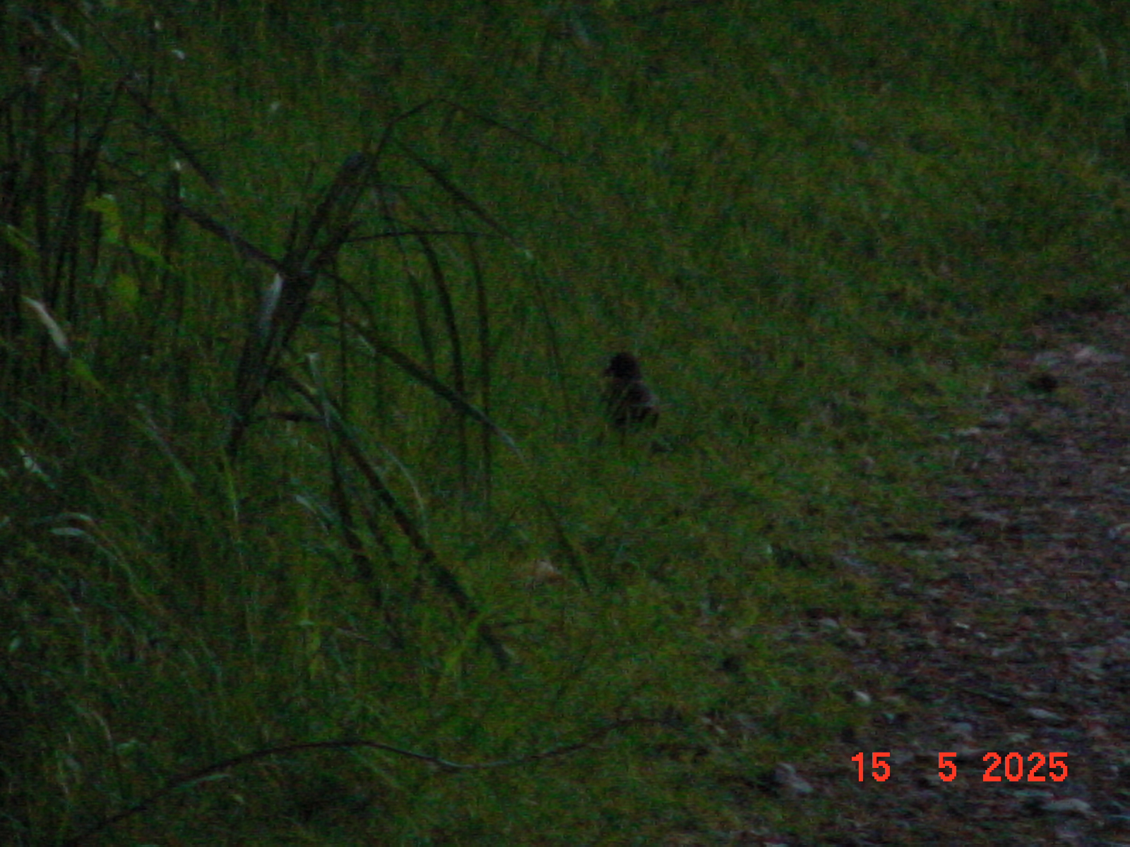 DSC00270.JPG