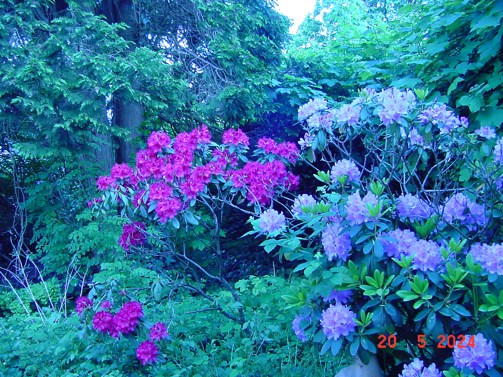 DSC00055.JPG