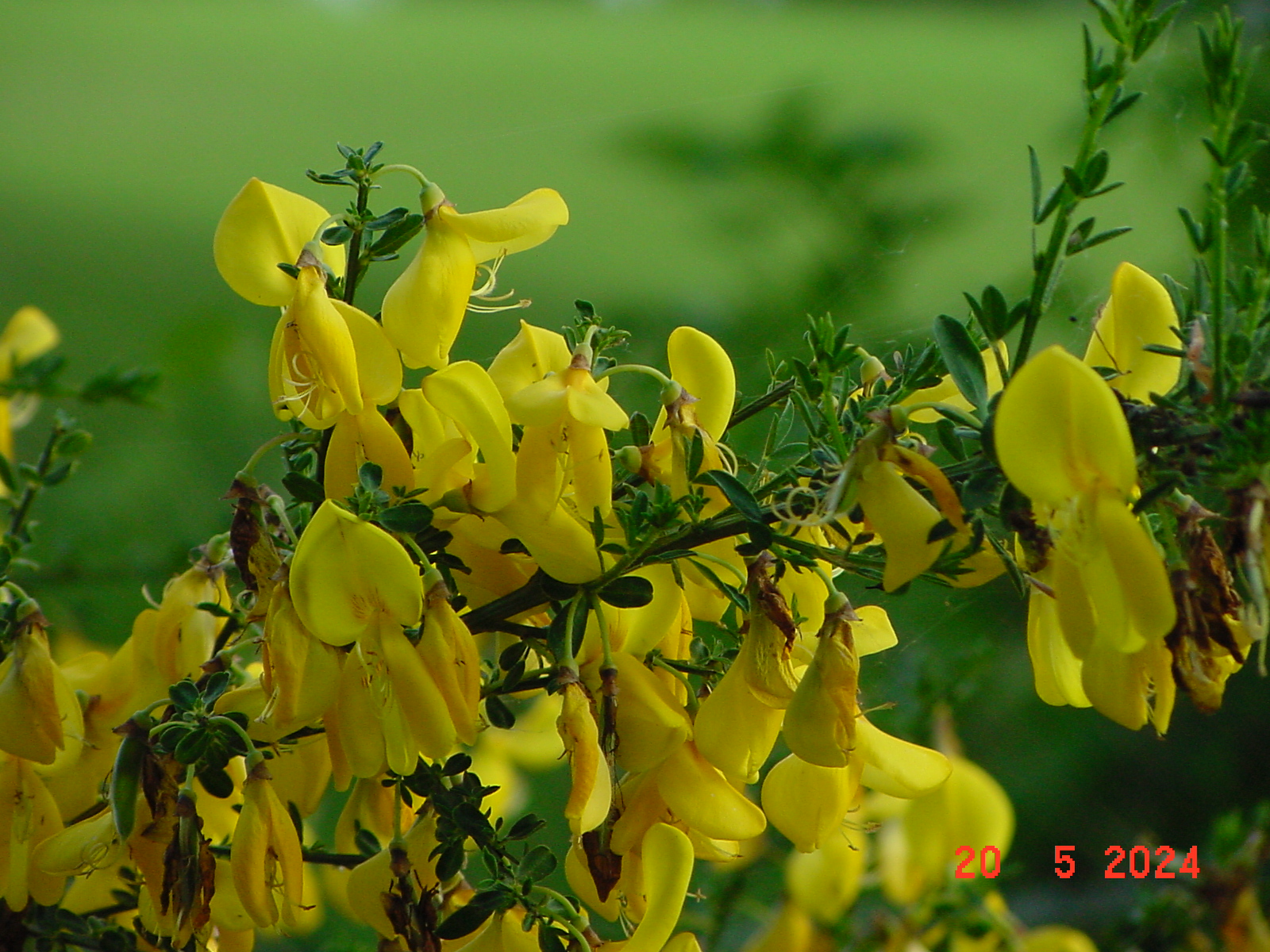 DSC00077.JPG