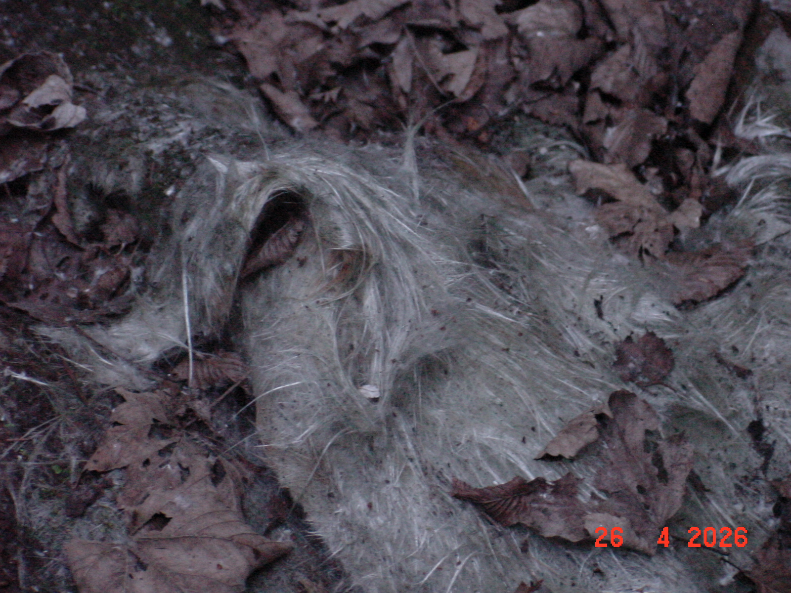 DSC00180.JPG
