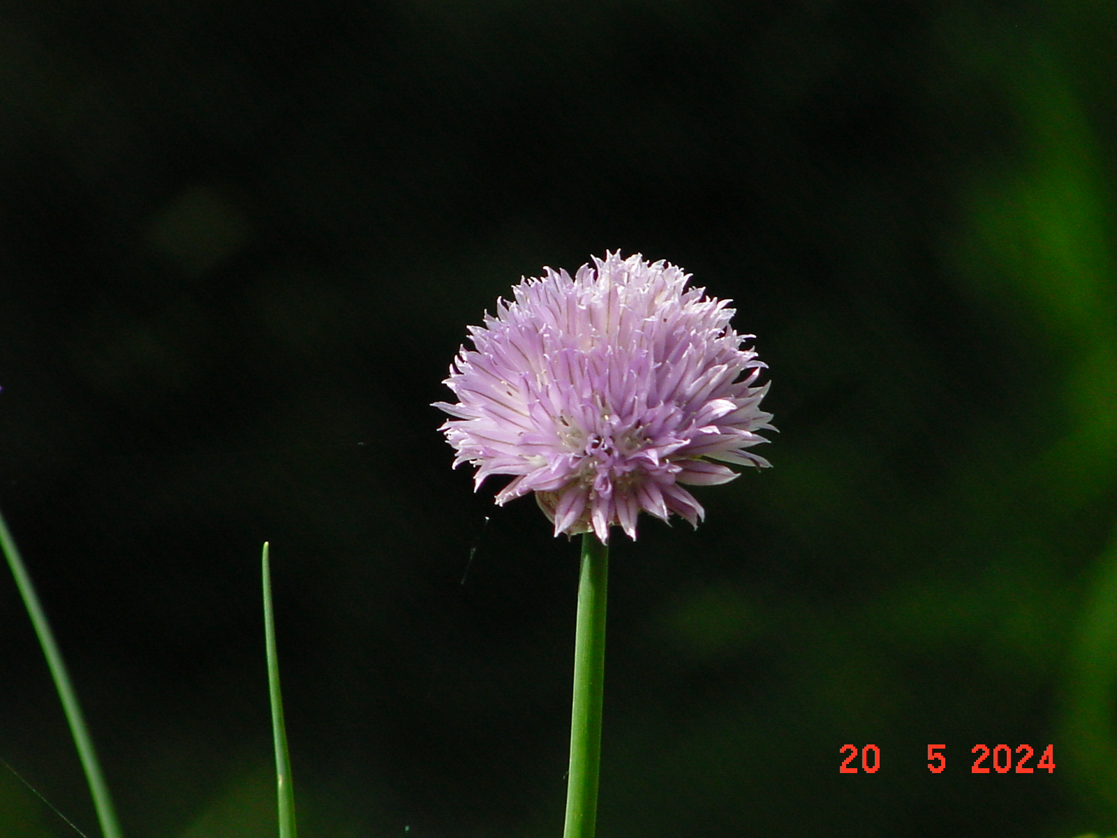 DSC00048.JPG