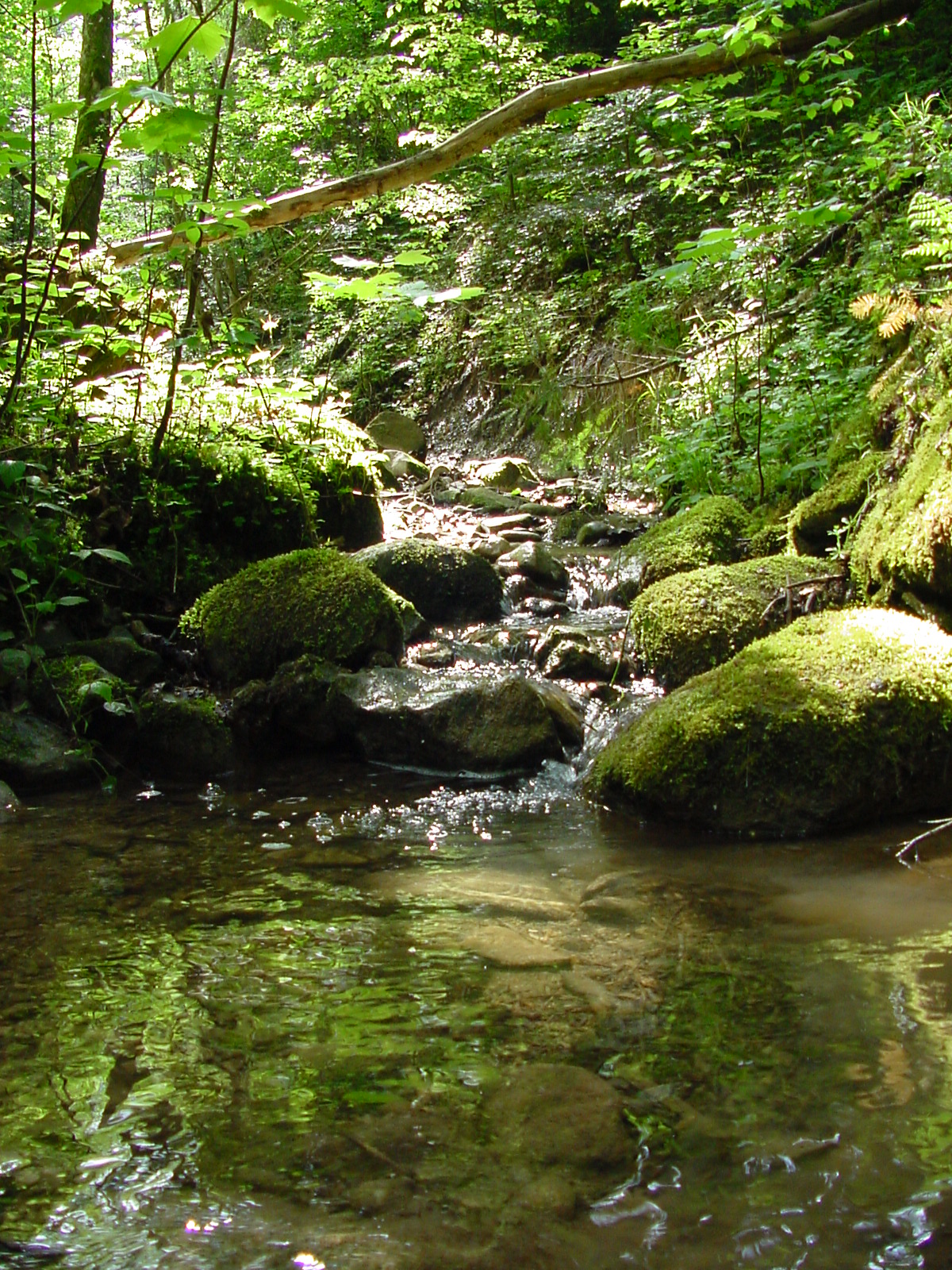 DSC00487.JPG