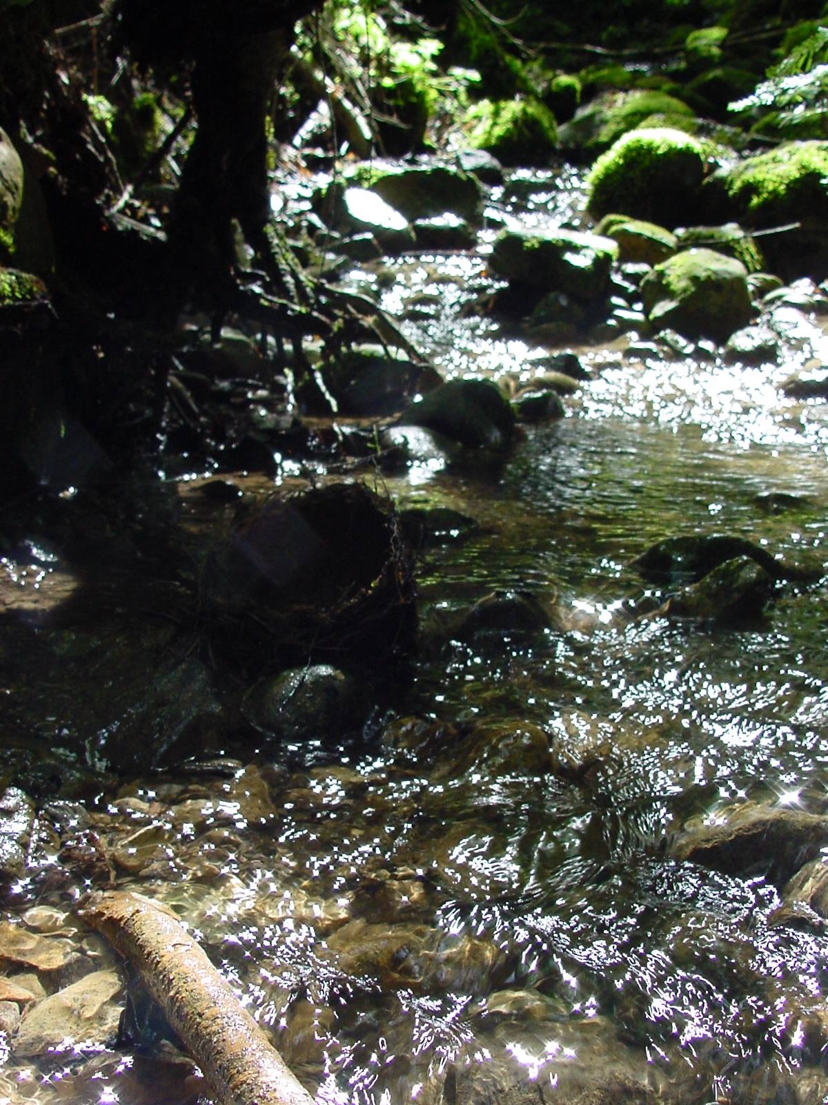 DSC00494.JPG