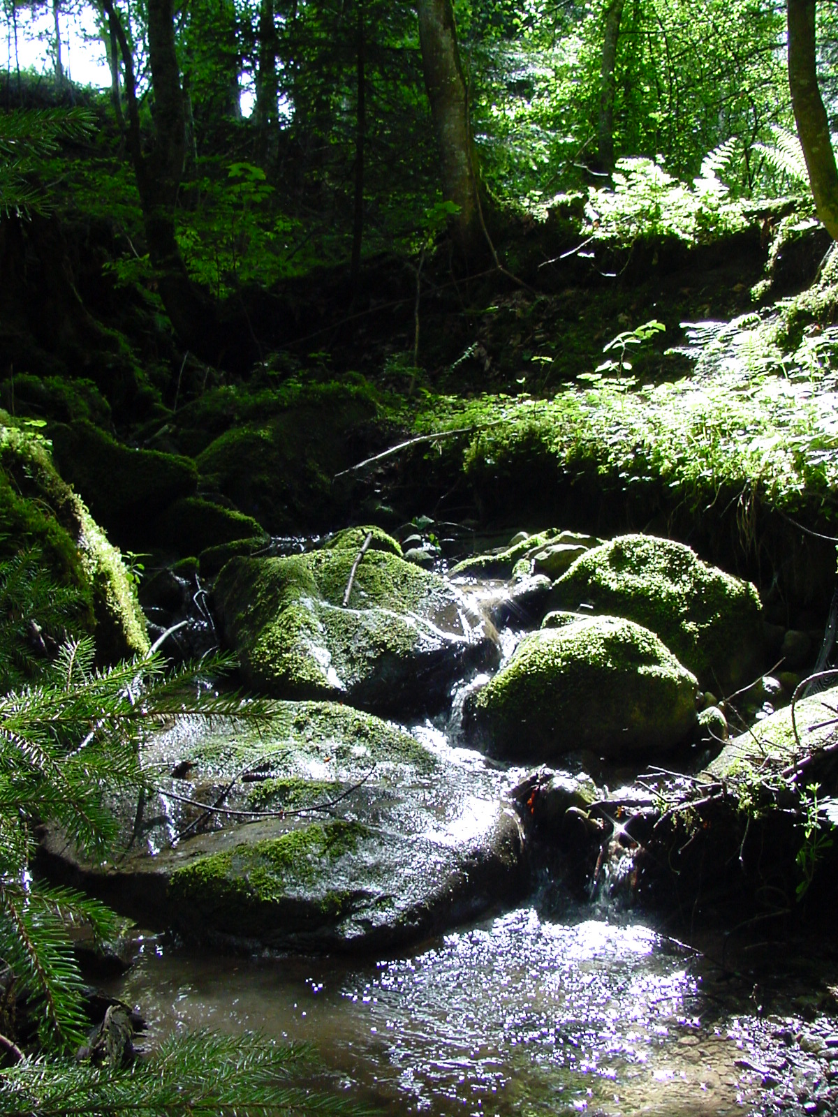 DSC00503.JPG