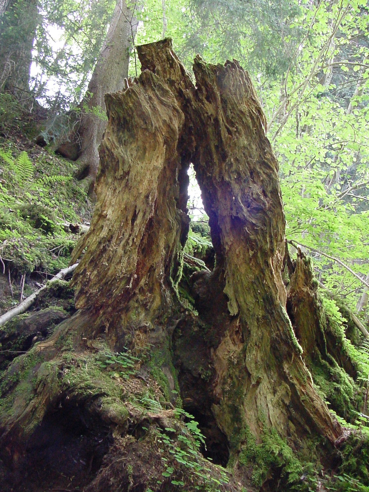 DSC00504.JPG
