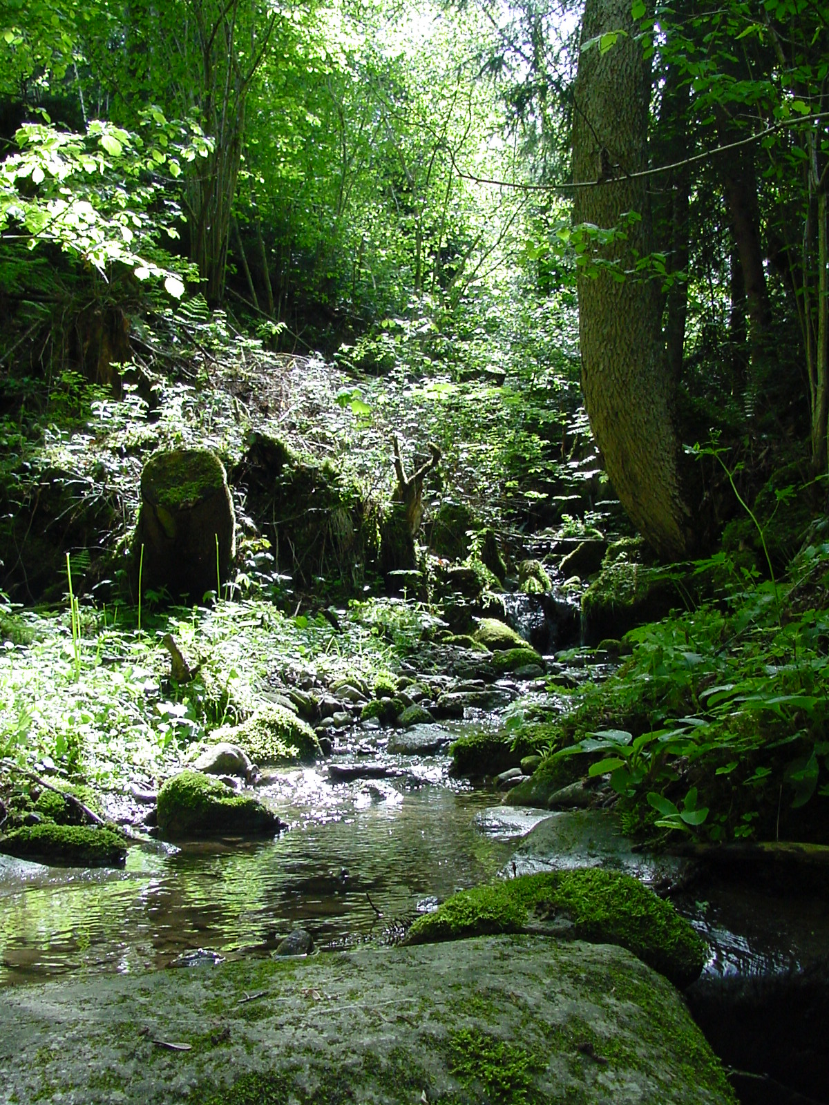 DSC00508.JPG